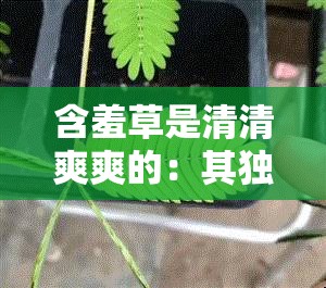 含羞草是清清爽爽的：其独特气质与迷人魅力