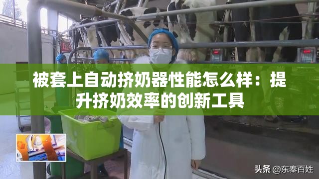 被套上自动挤奶器性能怎么样：提升挤奶效率的创新工具