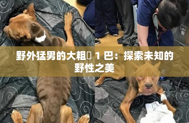 野外猛男的大粗鳮 1 巴：探索未知的野性之美