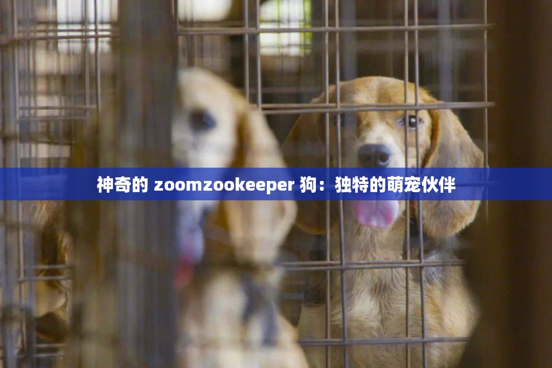 神奇的 zoomzookeeper 狗：独特的萌宠伙伴