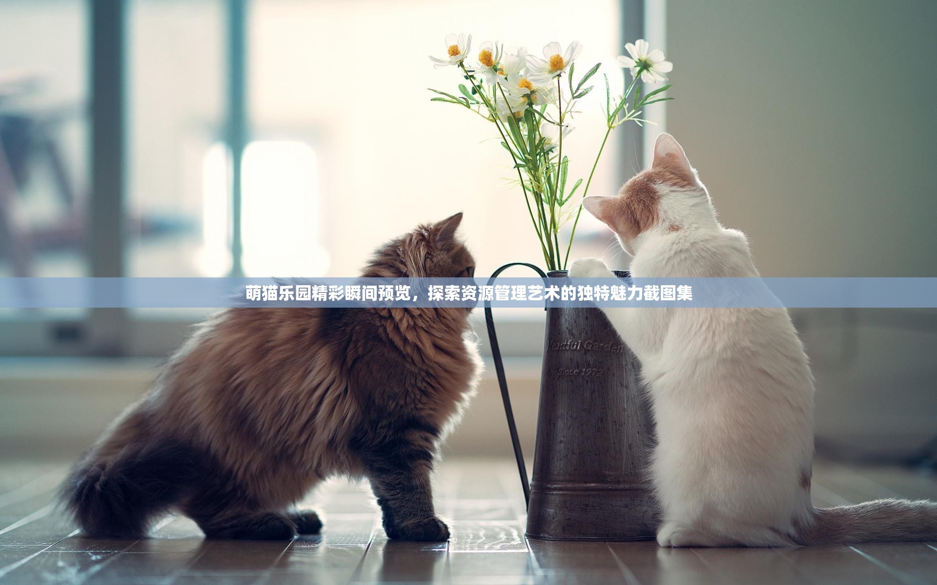萌猫乐园精彩瞬间预览，探索资源管理艺术的独特魅力截图集