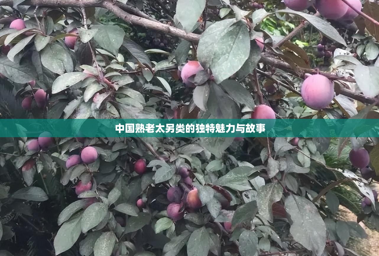 中国熟老太另类的独特魅力与故事