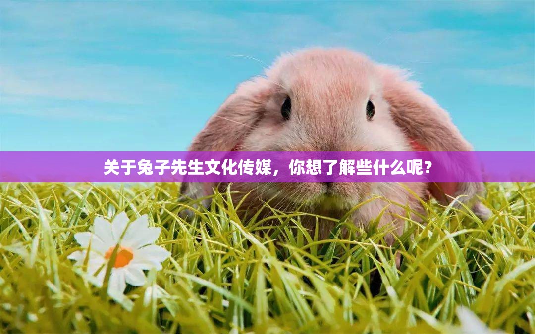 关于兔子先生文化传媒，你想了解些什么呢？