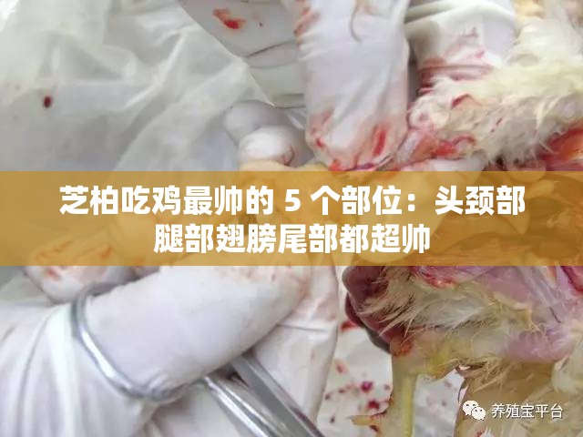 芝柏吃鸡最帅的 5 个部位：头颈部腿部翅膀尾部都超帅