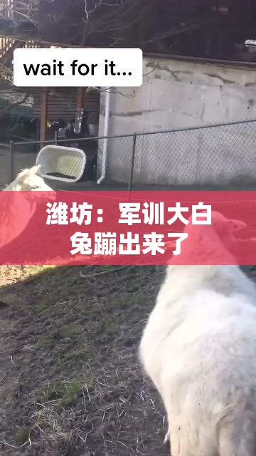 潍坊：军训大白兔蹦出来了