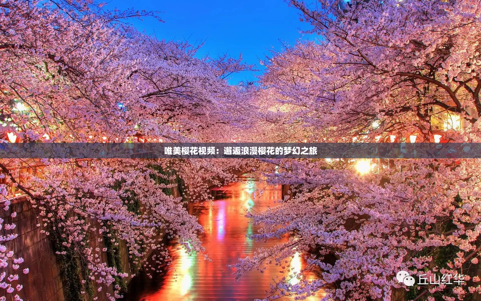唯美樱花视频：邂逅浪漫樱花的梦幻之旅