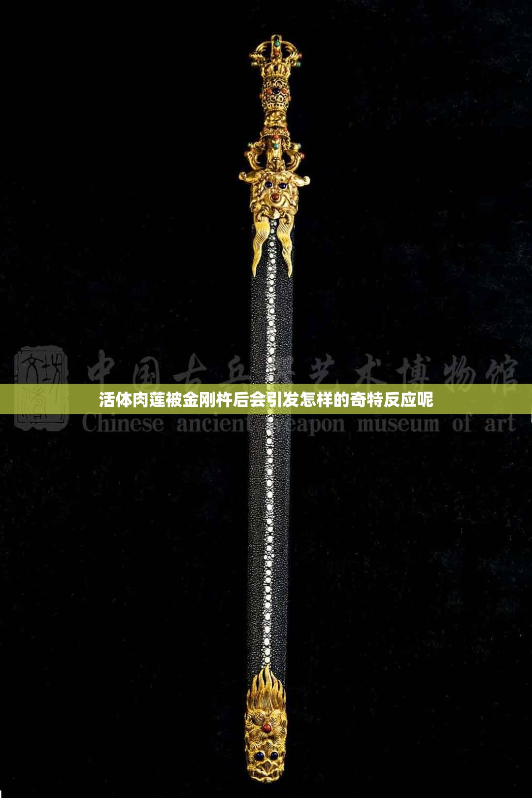 活体肉莲被金刚杵后会引发怎样的奇特反应呢