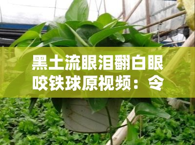 黑土流眼泪翻白眼咬铁球原视频：令人捧腹大笑的经典瞬间