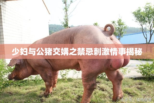 少妇与公猪交媾之禁忌刺激情事揭秘