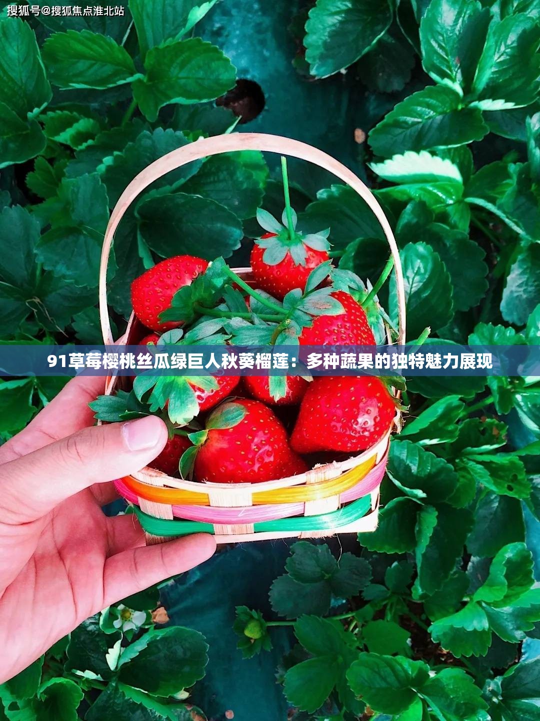 91草莓樱桃丝瓜绿巨人秋葵榴莲：多种蔬果的独特魅力展现