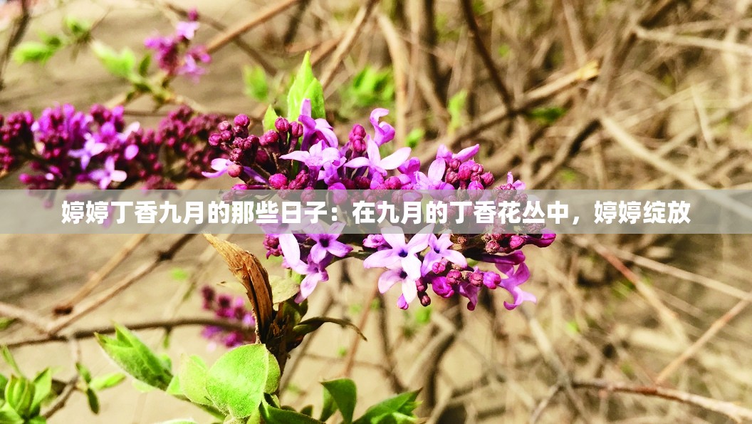 婷婷丁香九月的那些日子：在九月的丁香花丛中，婷婷绽放