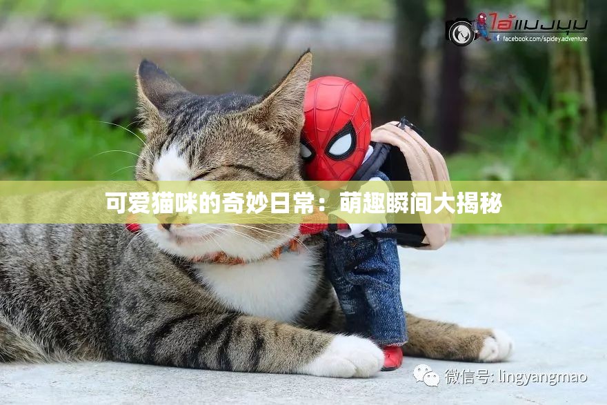 可爱猫咪的奇妙日常：萌趣瞬间大揭秘