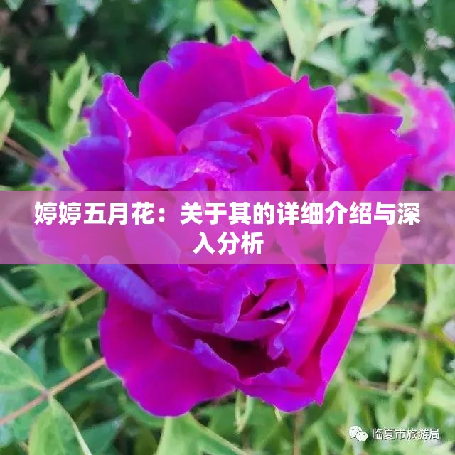 婷婷五月花：关于其的详细介绍与深入分析