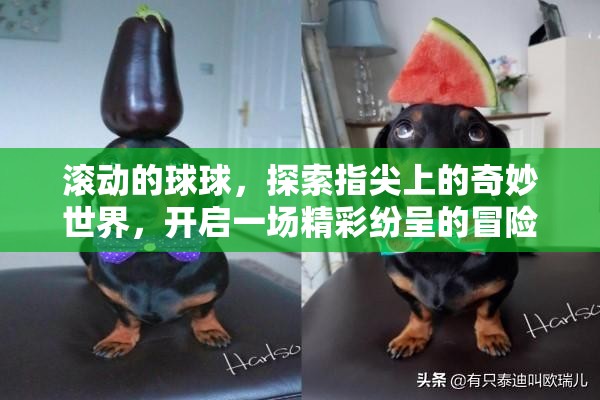 滚动的球球，探索指尖上的奇妙世界，开启一场精彩纷呈的冒险之旅