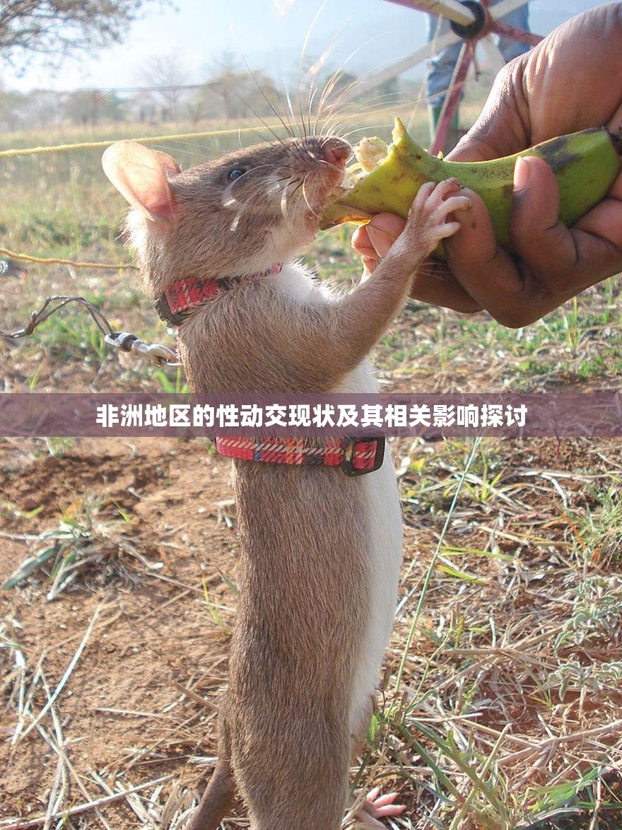 非洲地区的性动交现状及其相关影响探讨