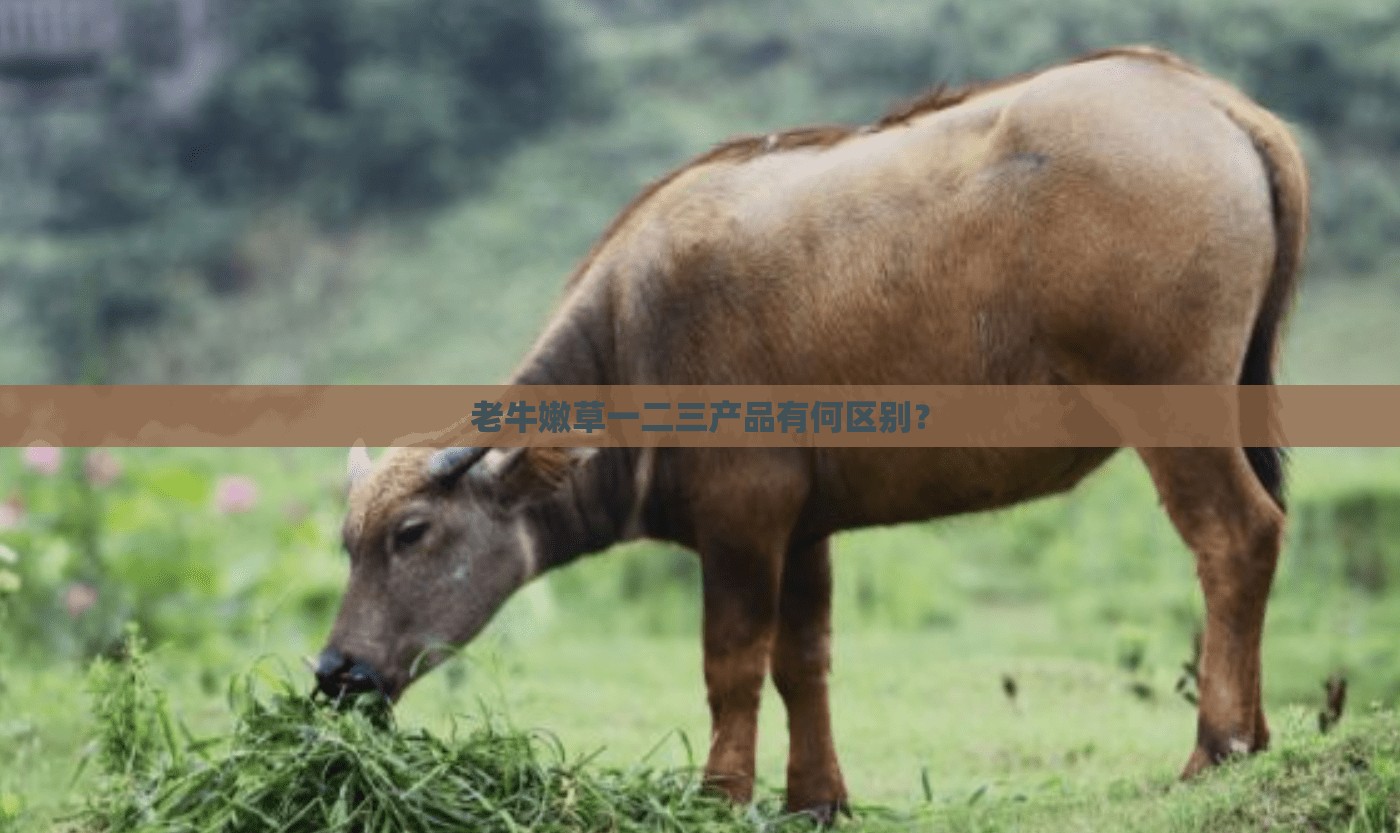 老牛嫩草一二三产品有何区别？