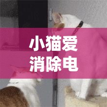 小猫爱消除电脑版官方下载地址及详细安装说明，掌握资源管理艺术