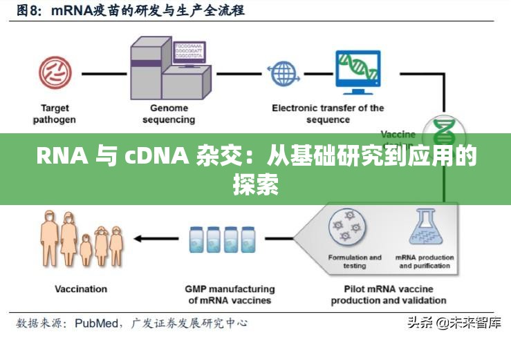 RNA 与 cDNA 杂交：从基础研究到应用的探索