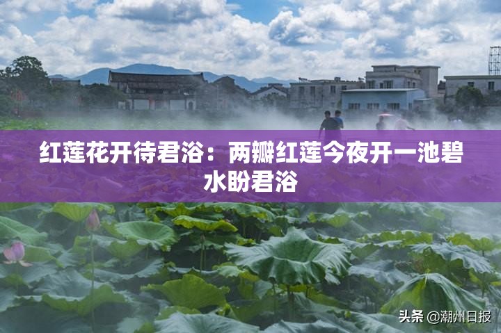 红莲花开待君浴：两瓣红莲今夜开一池碧水盼君浴