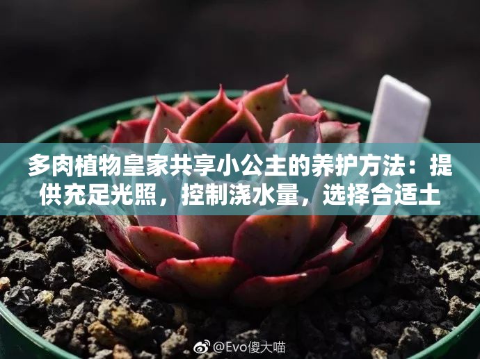 多肉植物皇家共享小公主的养护方法：提供充足光照，控制浇水量，选择合适土壤，定期修剪换盆