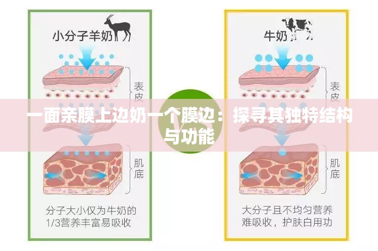 一面亲膜上边奶一个膜边：探寻其独特结构与功能