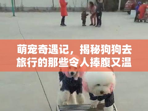萌宠奇遇记，揭秘狗狗去旅行的那些令人捧腹又温馨的精彩瞬间