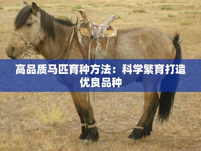 高品质马匹育种方法：科学繁育打造优良品种