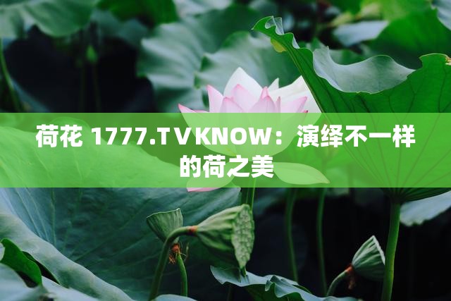 荷花 1777.TⅤKNOW：演绎不一样的荷之美