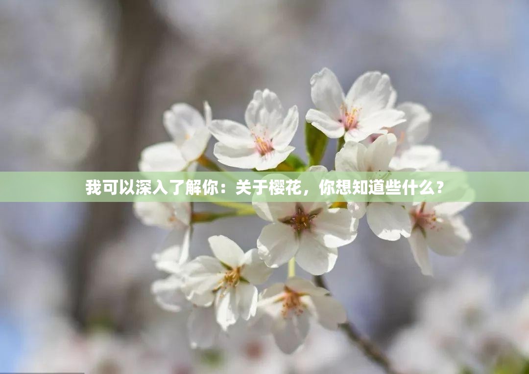 我可以深入了解你：关于樱花，你想知道些什么？