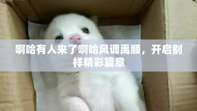 啊哈有人来了啊哈风调禹顺，开启别样精彩篇章