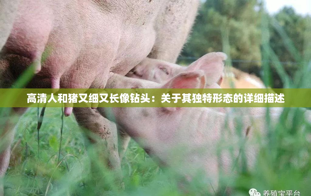 高清人和猪又细又长像钻头：关于其独特形态的详细描述