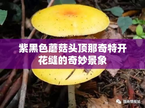 紫黑色蘑菇头顶那奇特开花缝的奇妙景象