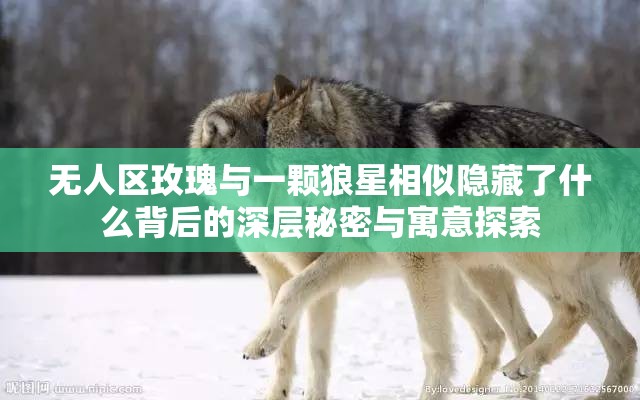 无人区玫瑰与一颗狼星相似隐藏了什么背后的深层秘密与寓意探索
