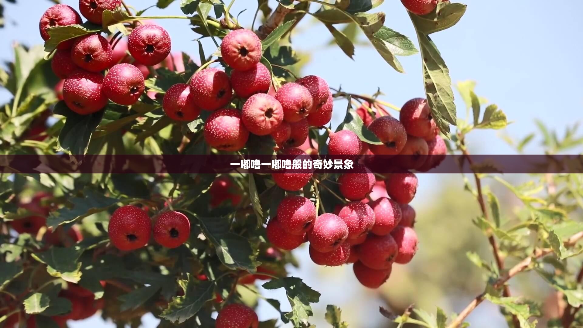 一嘟噜一嘟噜般的奇妙景象