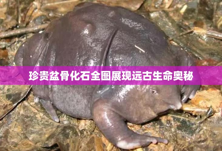 珍贵盆骨化石全图展现远古生命奥秘