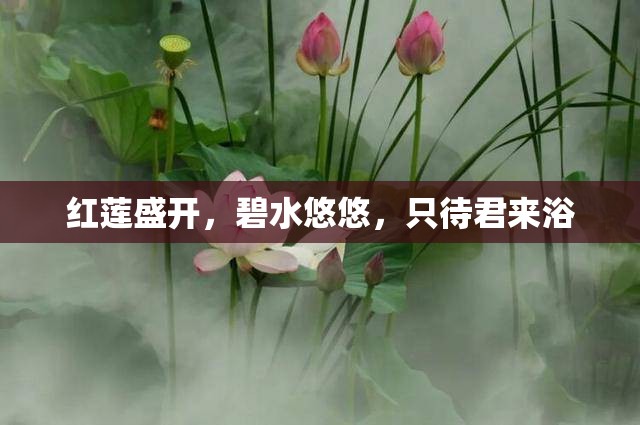 红莲盛开，碧水悠悠，只待君来浴
