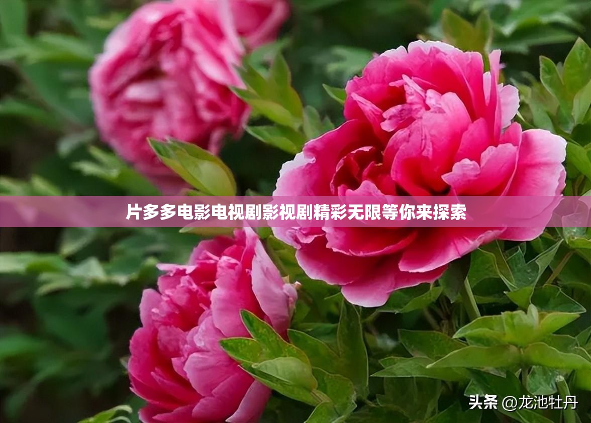 片多多电影电视剧影视剧精彩无限等你来探索