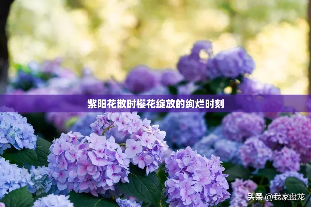 紫阳花散时樱花绽放的绚烂时刻