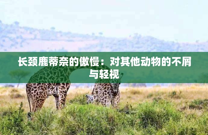 长颈鹿蒂奈的傲慢：对其他动物的不屑与轻视