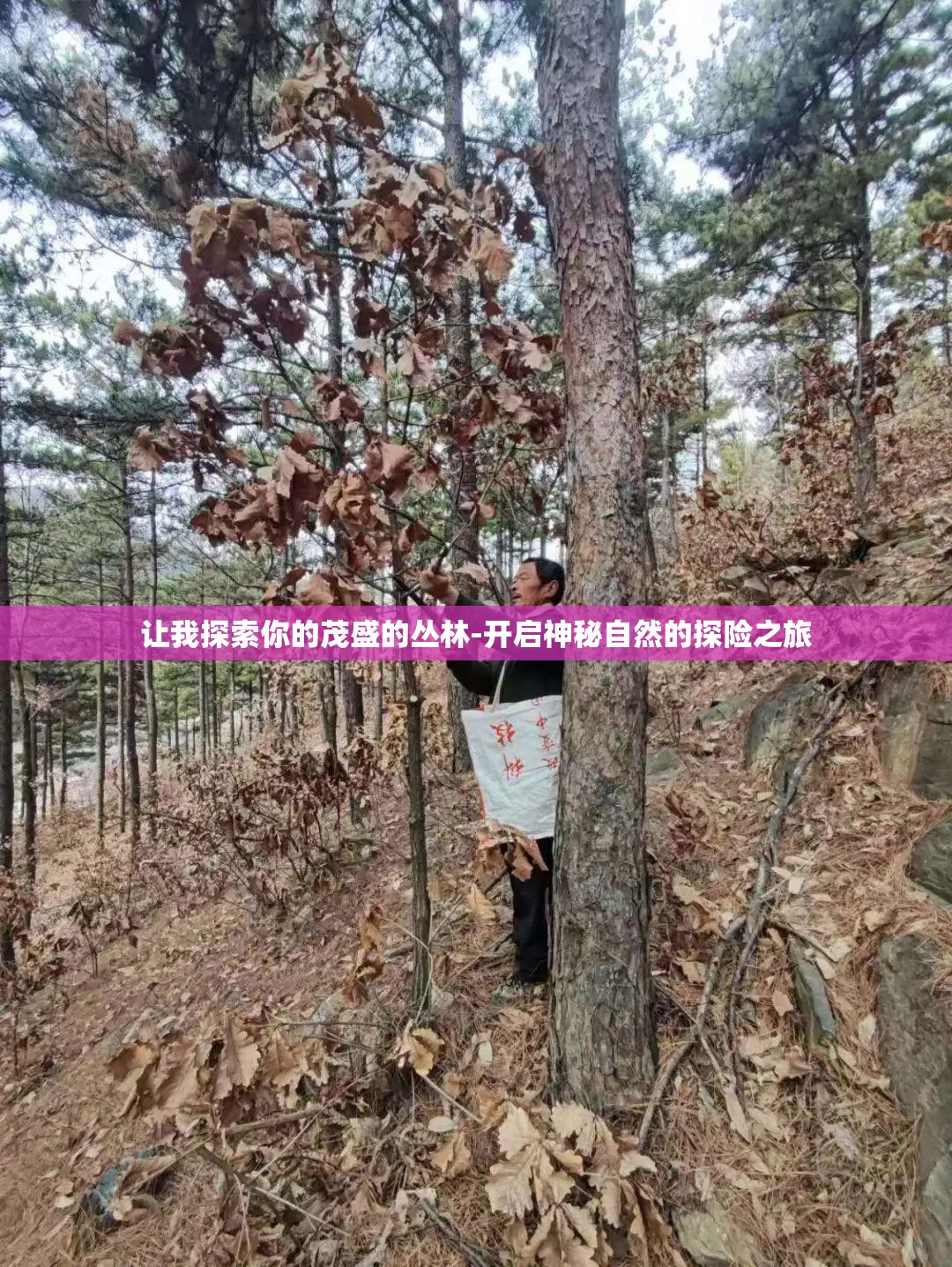 让我探索你的茂盛的丛林-开启神秘自然的探险之旅