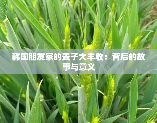 韩国朋友家的麦子大丰收：背后的故事与意义
