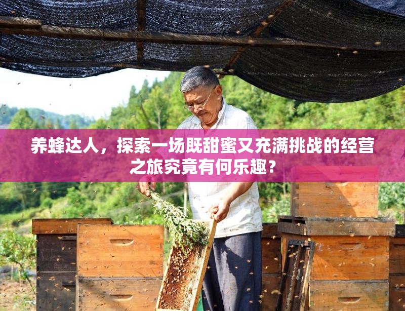 养蜂达人，探索一场既甜蜜又充满挑战的经营之旅究竟有何乐趣？