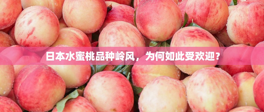 日本水蜜桃品种岭风，为何如此受欢迎？