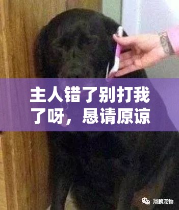 主人错了别打我了呀，恳请原谅莫要责罚