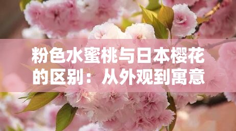 粉色水蜜桃与日本樱花的区别：从外观到寓意全面剖析