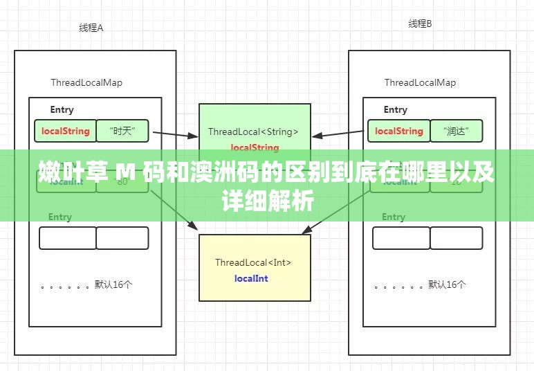 嫩叶草 M 码和澳洲码的区别到底在哪里以及详细解析