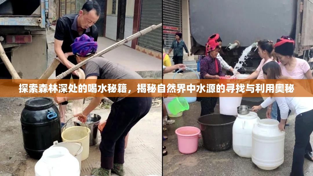 探索森林深处的喝水秘籍，揭秘自然界中水源的寻找与利用奥秘