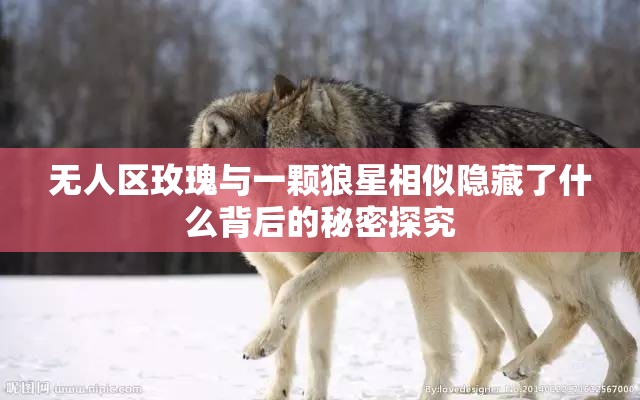 无人区玫瑰与一颗狼星相似隐藏了什么背后的秘密探究