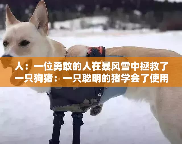 人：一位勇敢的人在暴风雪中拯救了一只狗猪：一只聪明的猪学会了使用电脑狗：狗的忠诚：一个感人的故事