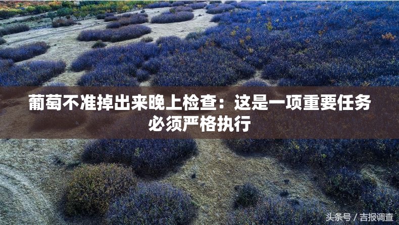 葡萄不准掉出来晚上检查：这是一项重要任务必须严格执行